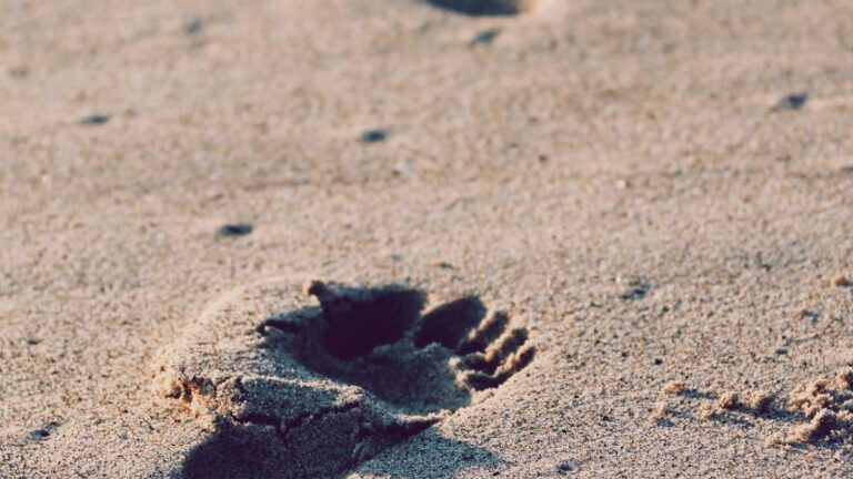 Pet-Friendly Carpet Care: Handling Fur, Stains and Odours